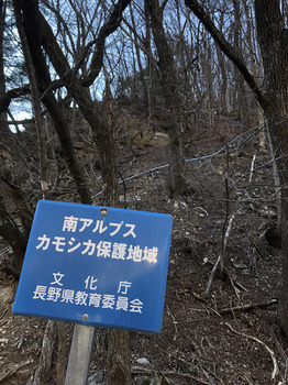 Kamoshika.JPG